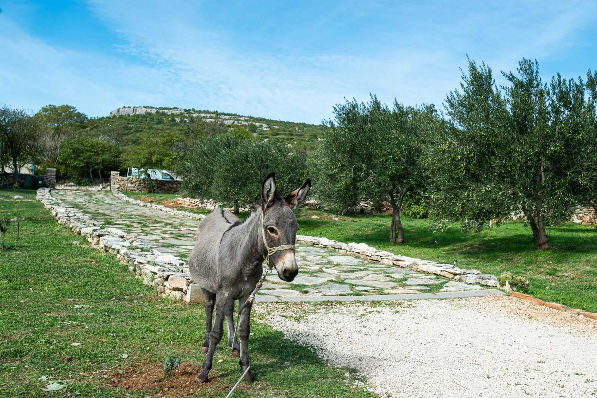 Dalmatian Country House Irena Bruska المظهر الخارجي الصورة