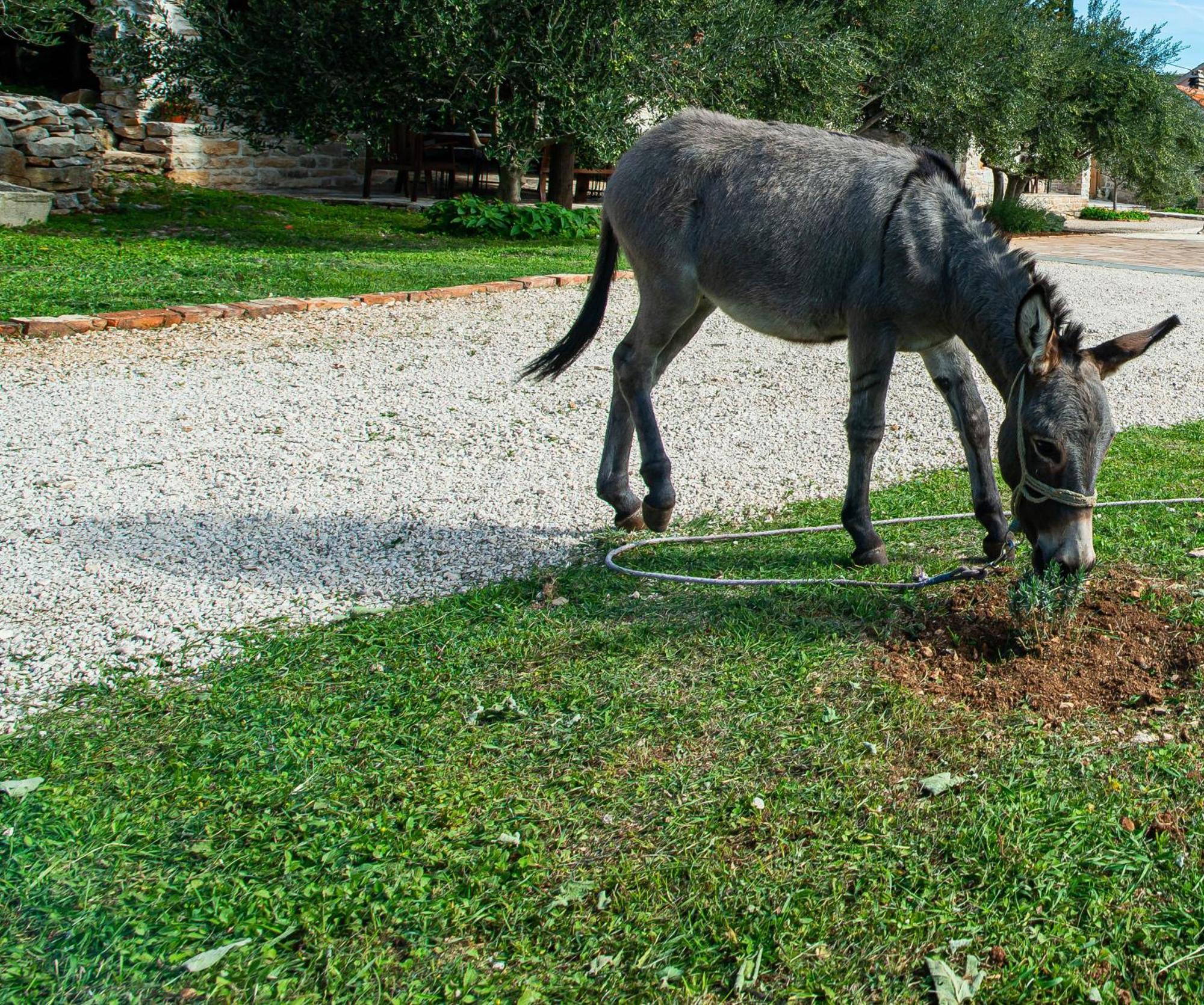 Dalmatian Country House Irena Bruska المظهر الخارجي الصورة